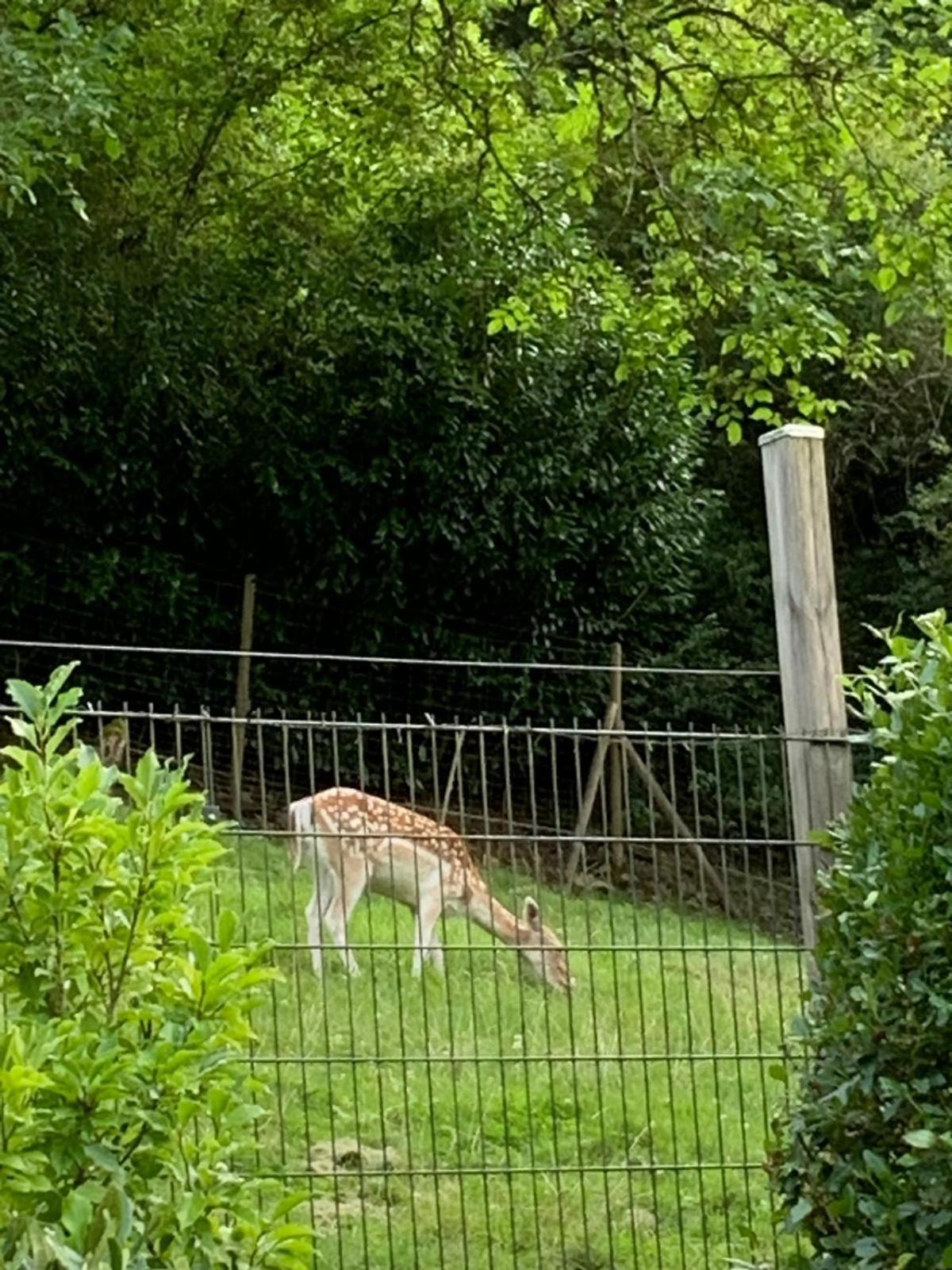 Deni'S Ferienwohnungen Klotten Buitenkant foto